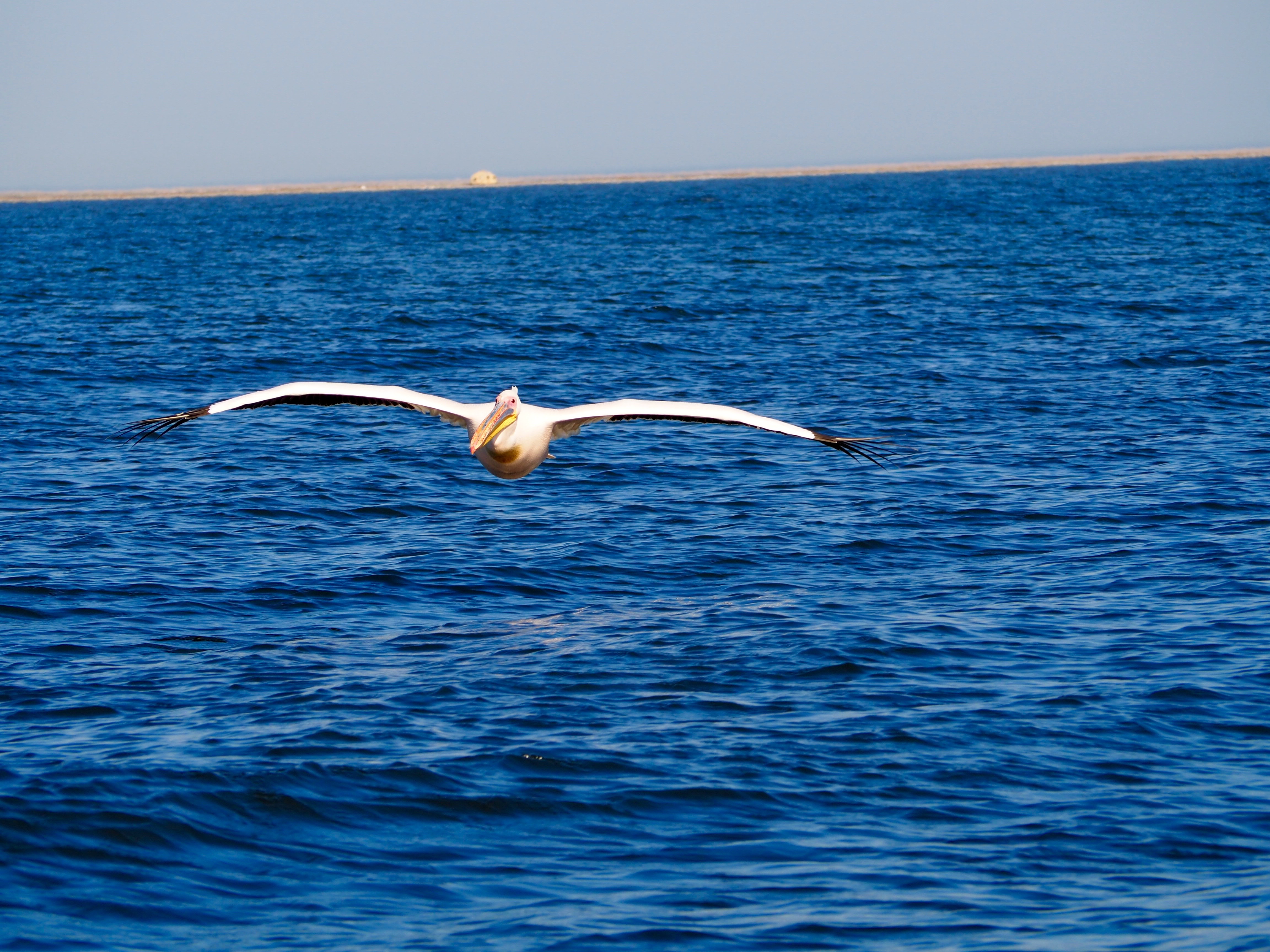 Pelikan, Robbe und Delfin Tour Walvisvay Namibia