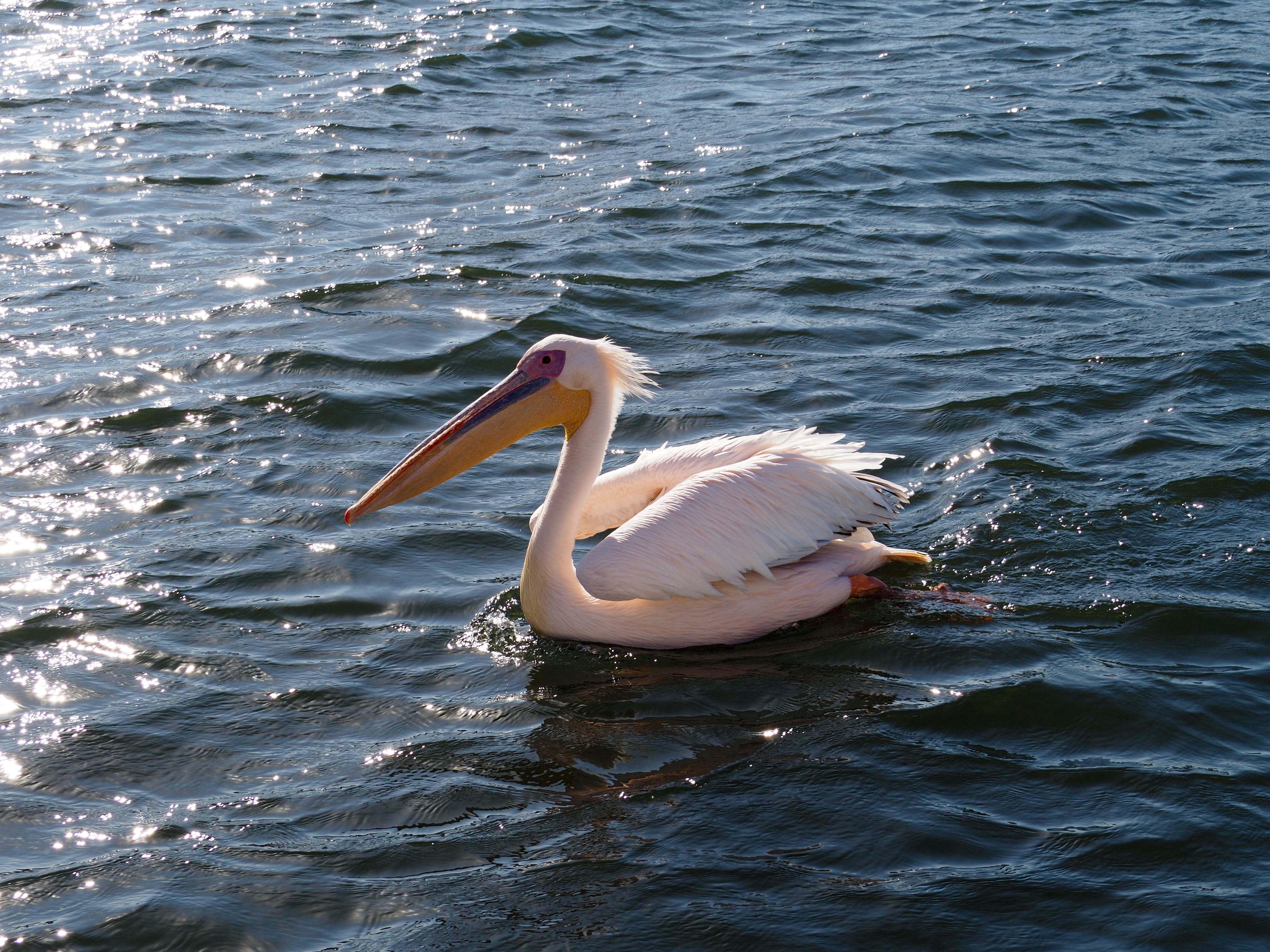 Pelikan, Robbe und Delfin Tour Walvisvay Namibia