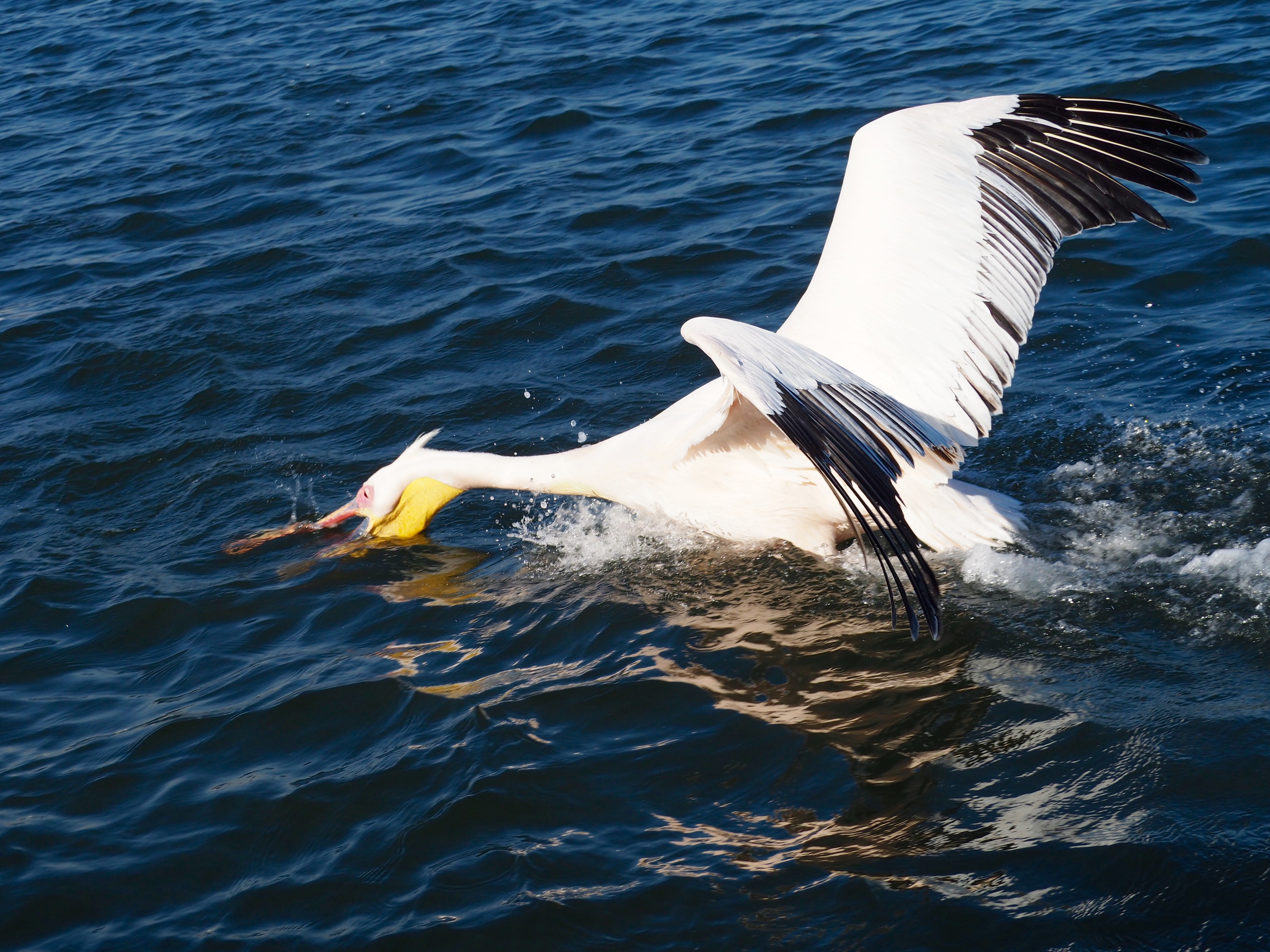 Pelikan, Robbe und Delfin Tour Walvisvay Namibia