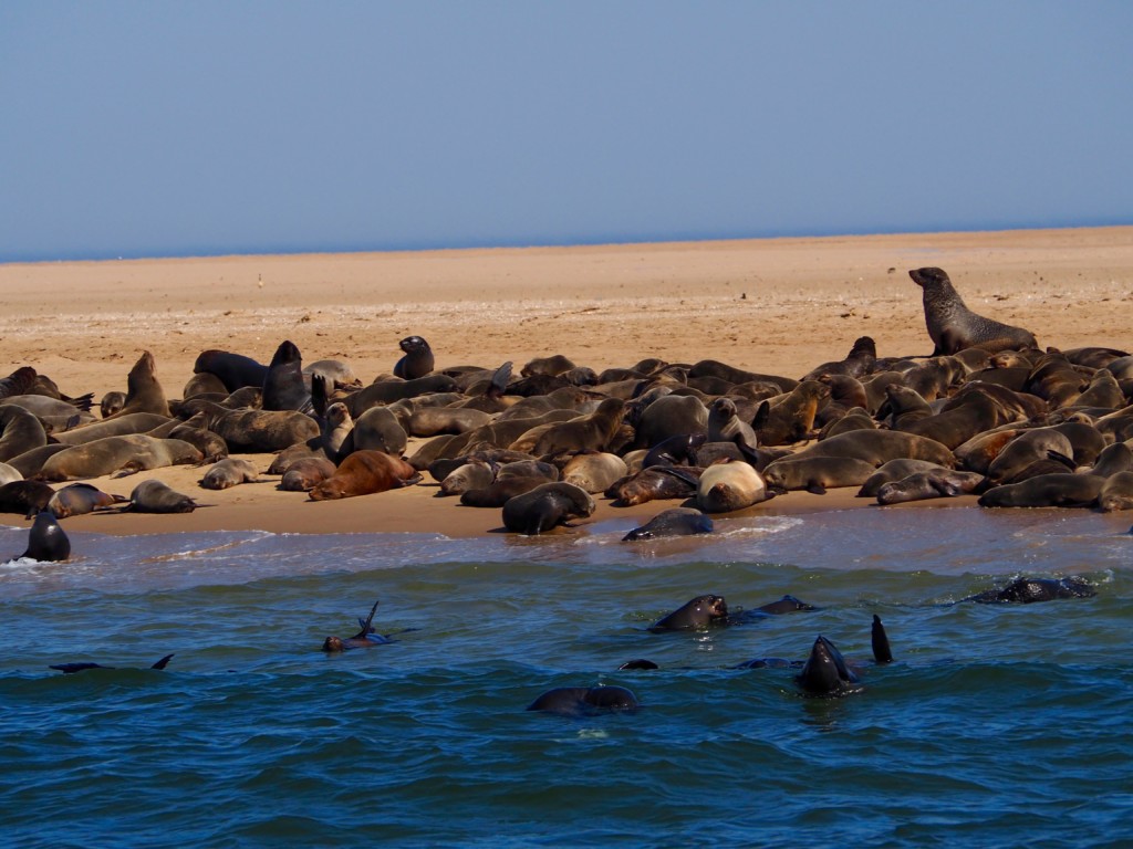 Pelikan, Robbe und Delfin Tour Walvisvay Namibia