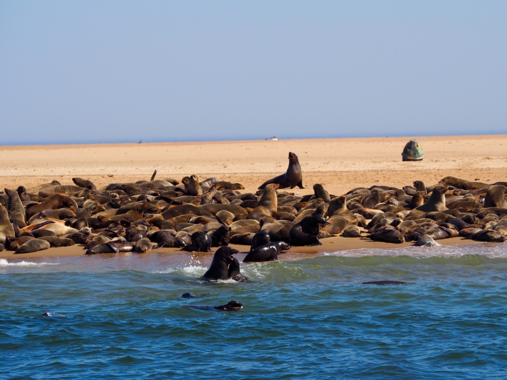 Pelikan, Robbe und Delfin Tour Walvisvay Namibia