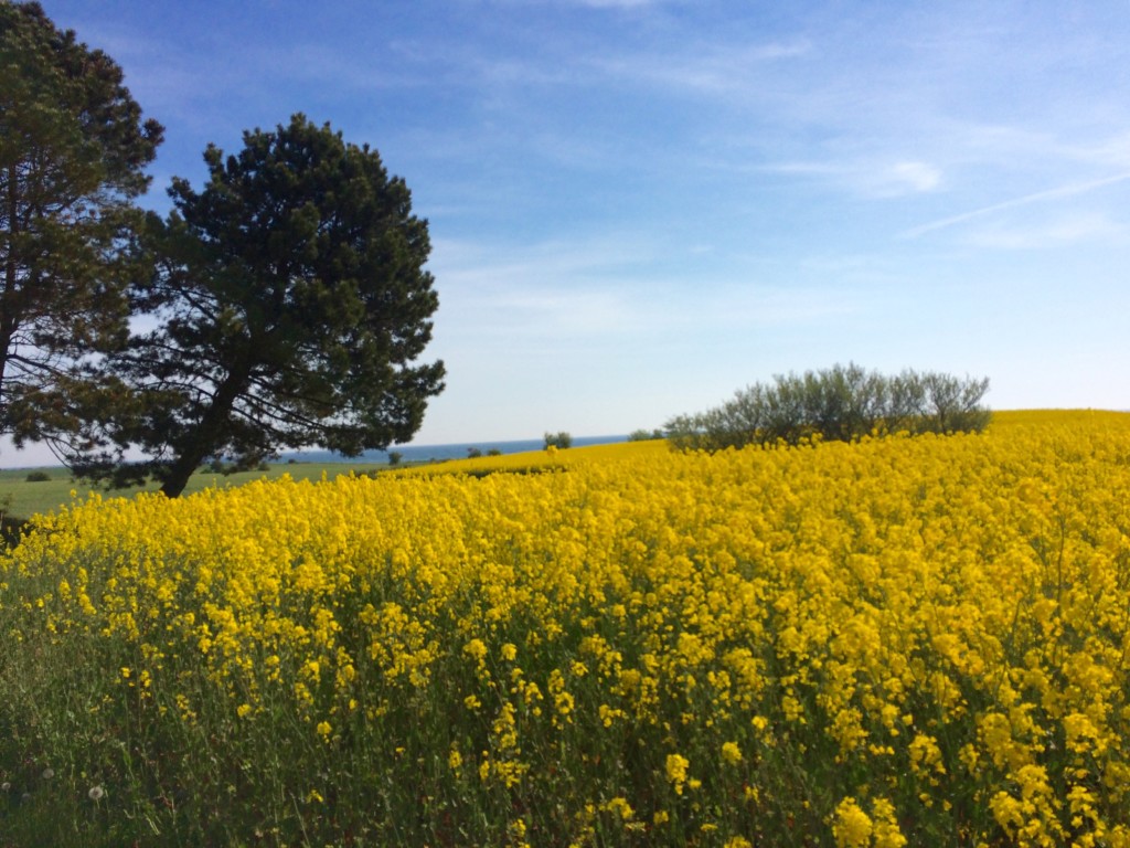 Langeland Dänemark Urlaub Ostsee Ferien