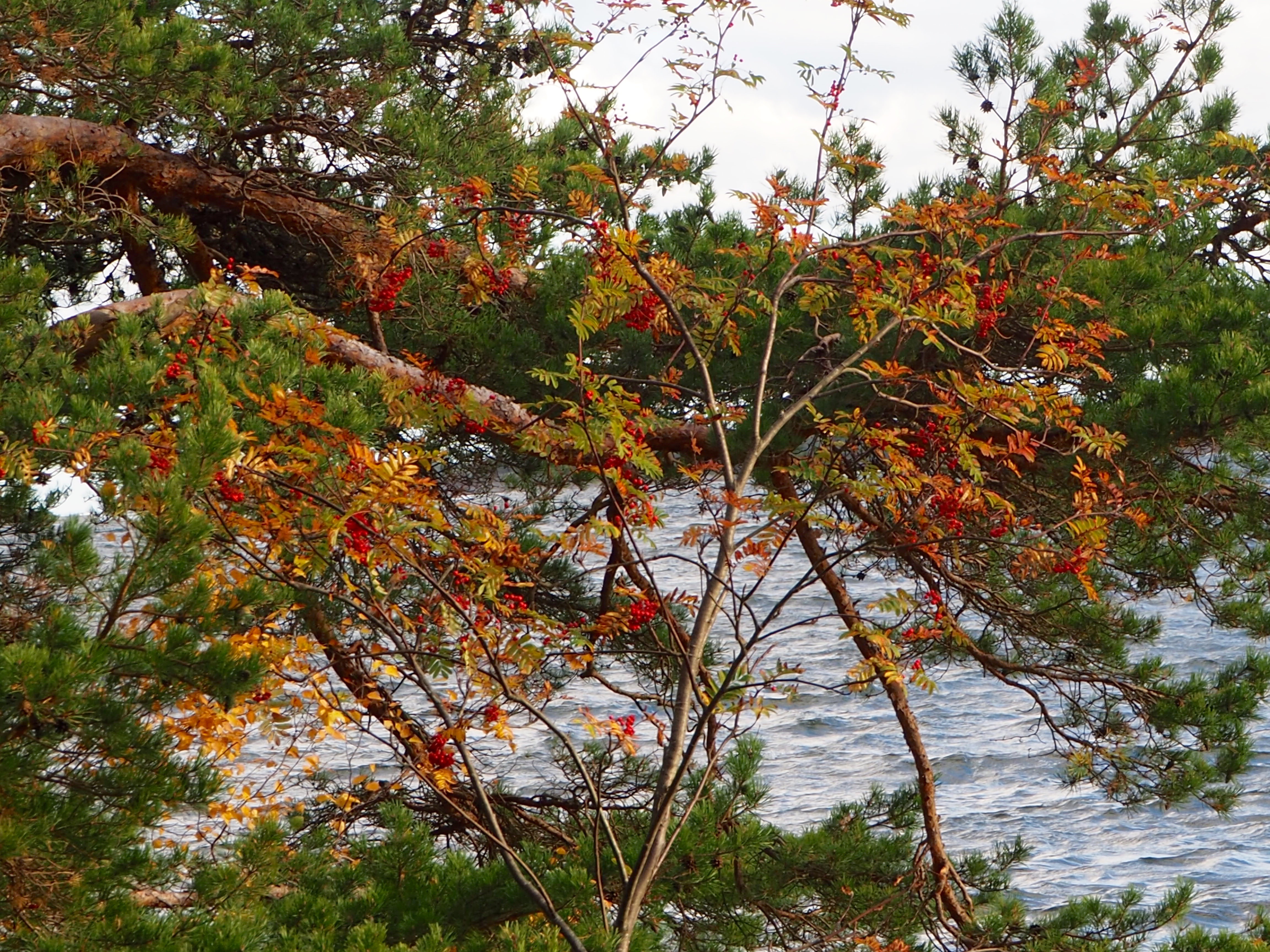 Pilze sammeln in Smaland Schweden Herbst Wald Tovfehult