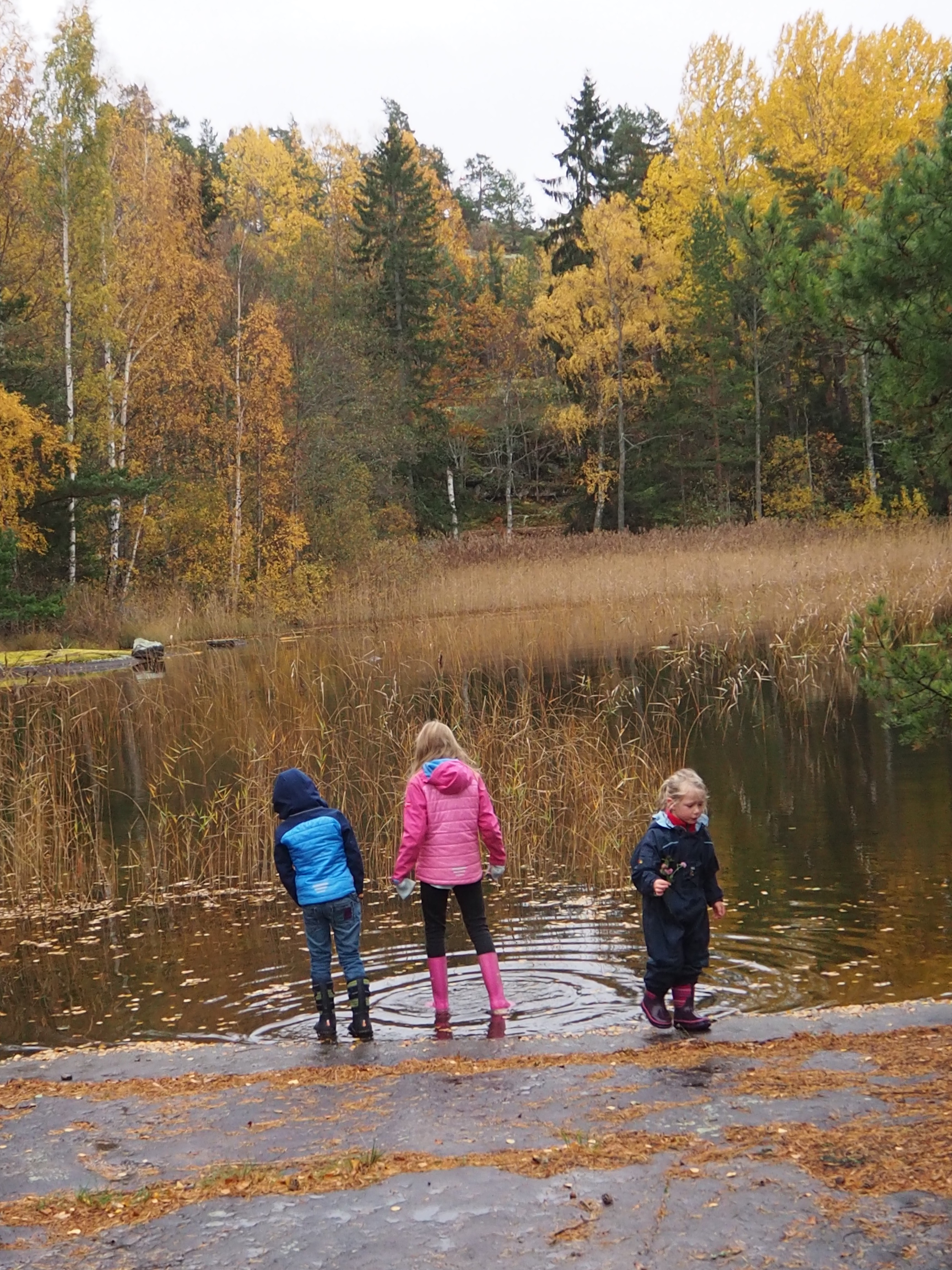 Pilze sammeln in Smaland Schweden Herbst Wald Tovfehult