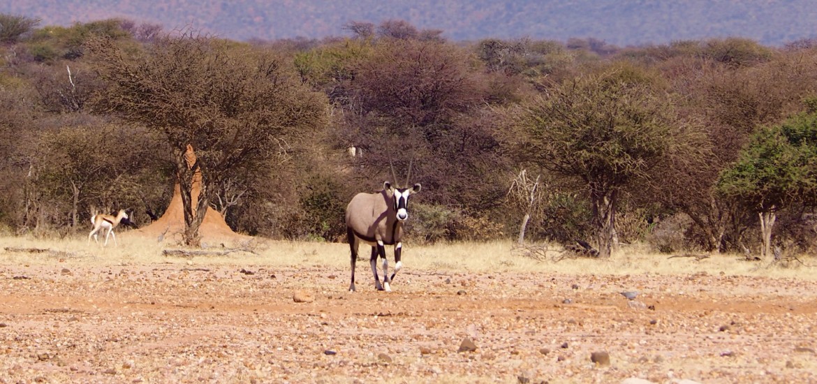 Namibia Omaruru Game drive Mount Etjit Safari Lodge Oryx Antilope