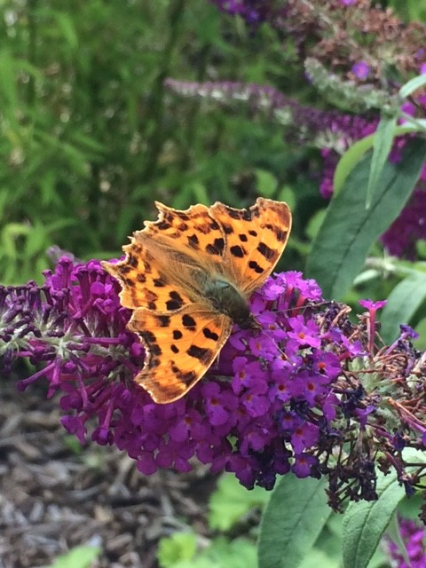 Schmetterling C-Falter in Schleswig-Holstein Schmetterlingsflieder