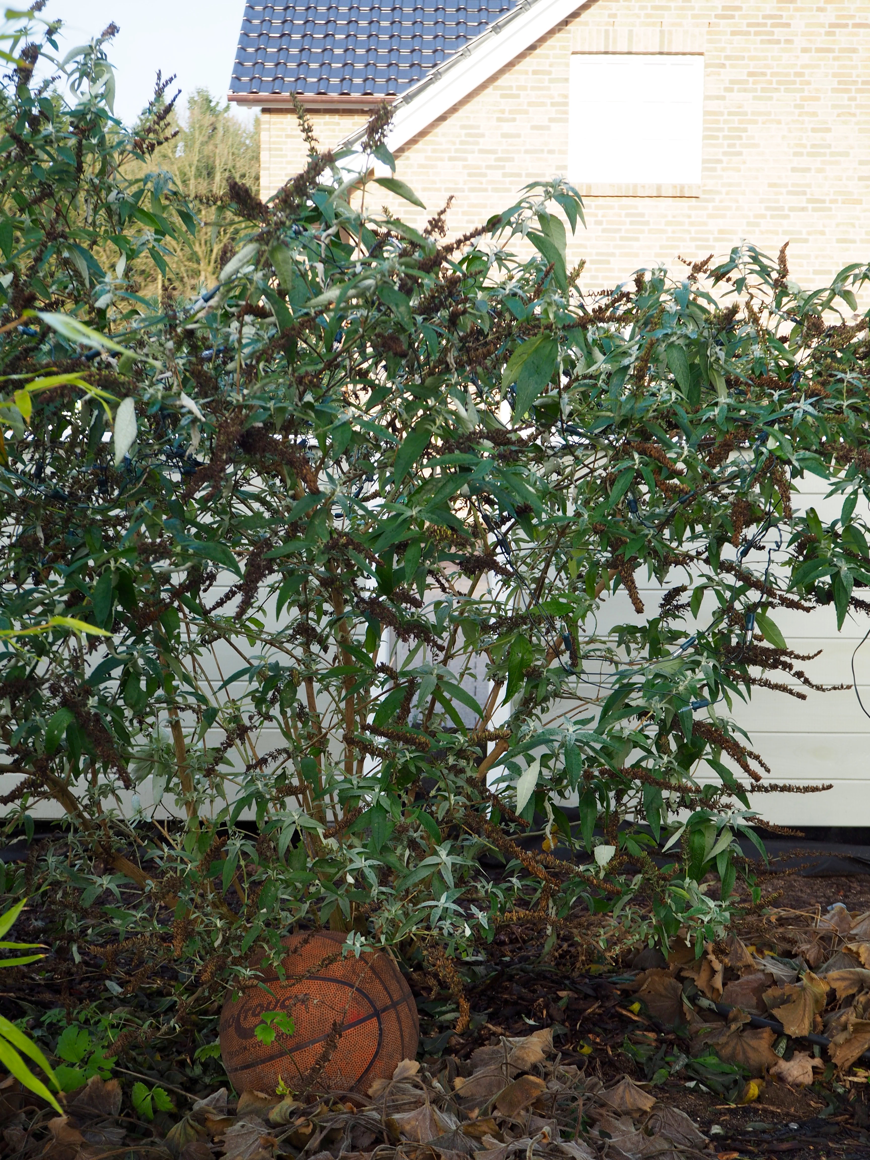 Vogelfreundlicher Garten unterwegs